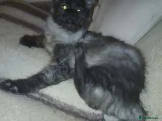 Maine Coon cats Maine coon Male - Advert 3