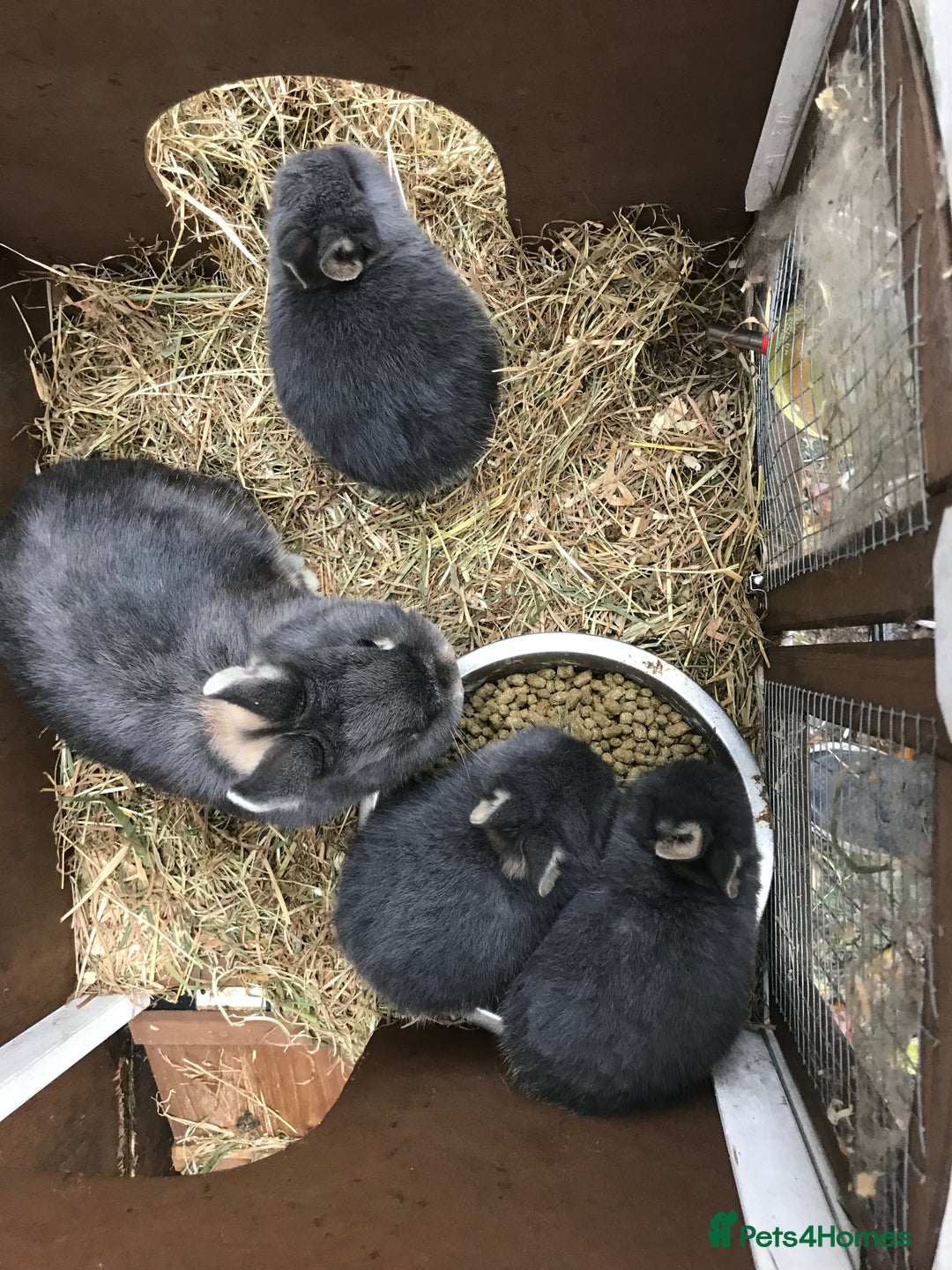 Netherland Dwarf rabbits for sale: Beautiful Netherlands Dwarf baby rabbits  - Advert 3