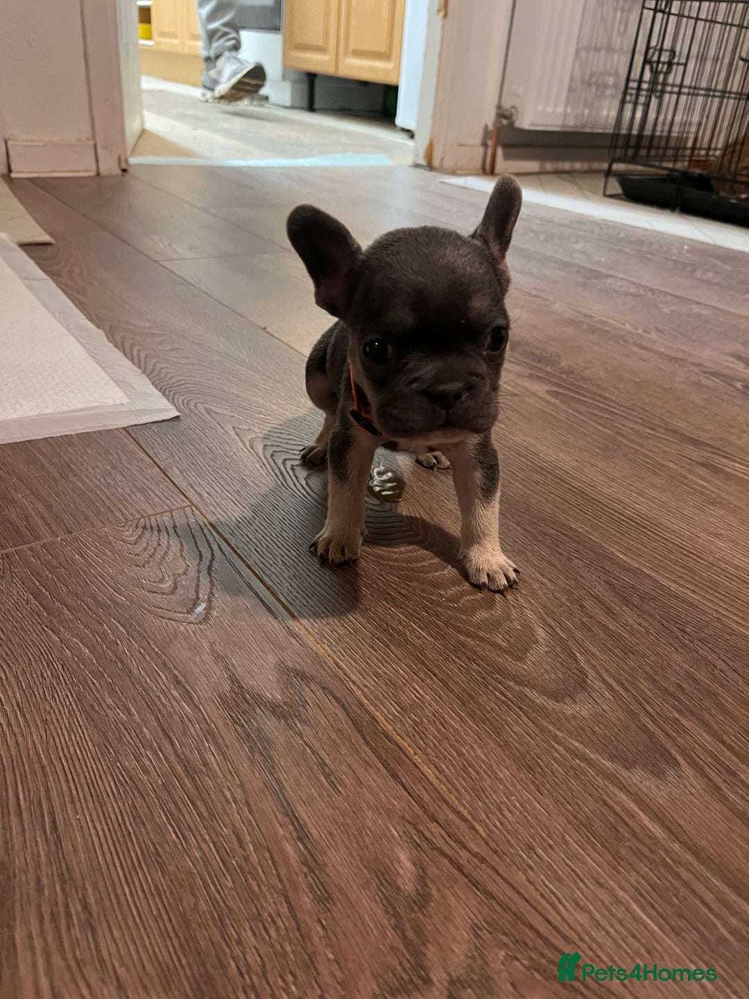 French Bulldog dogs for sale: Cutest frenchie pups  - Advert 34
