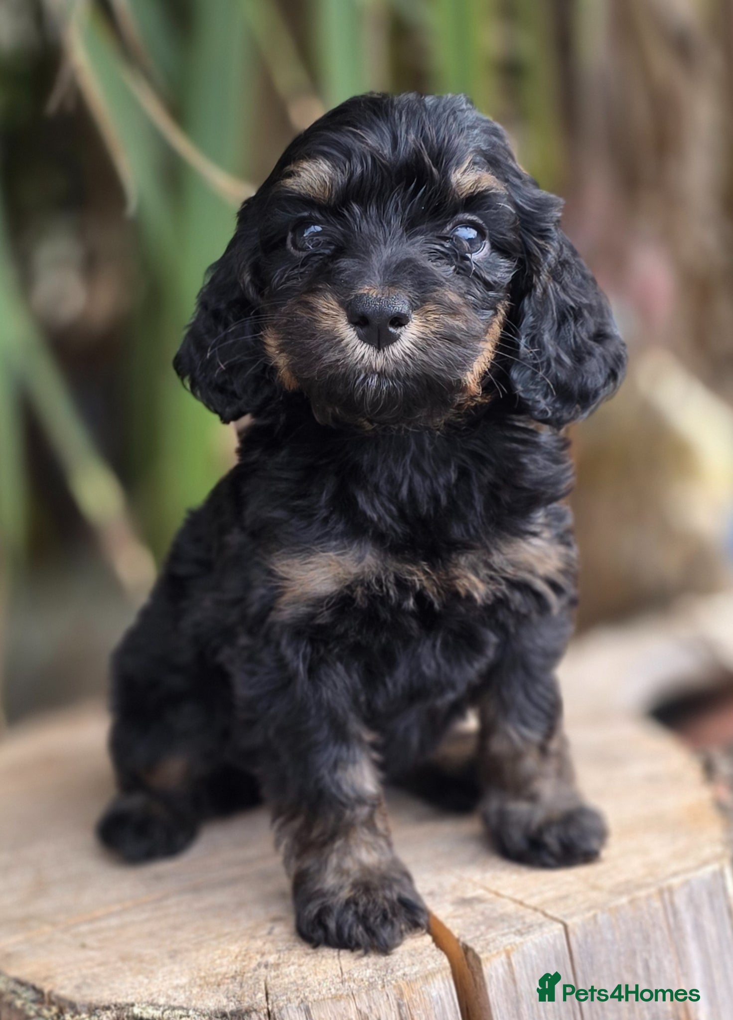 Cockapoo dogs F1 dna clear beauiful cockapoos  - Advert 2