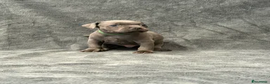 Green - Male