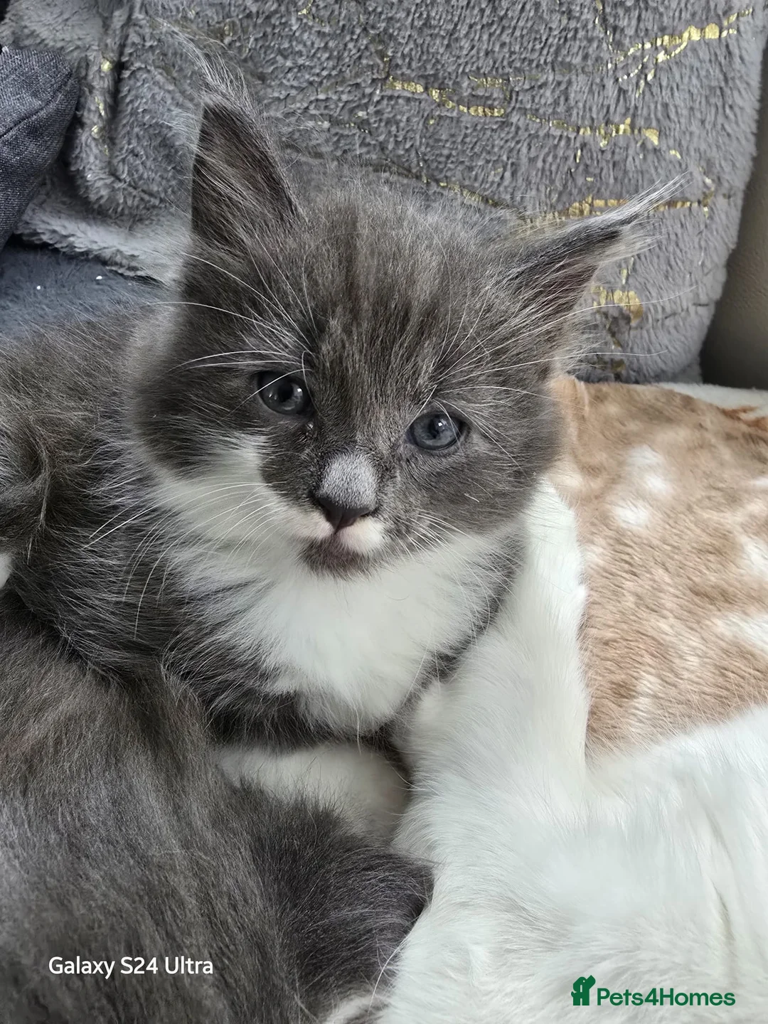 Mixed Breed cats for sale: Maine Coon mixed breed - Advert 2