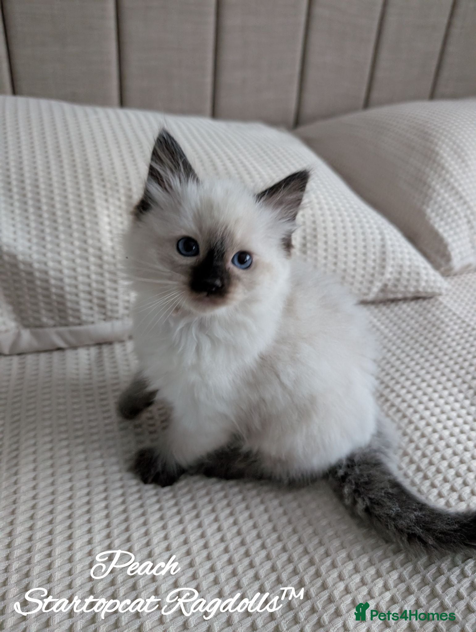Ragdoll cats Stunning GCCF REG PEDIGREE RAGDOLLS - Advert 2