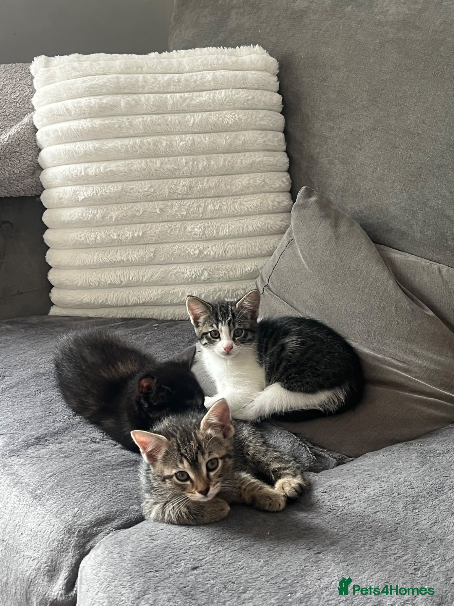 Mixed Breed cats 4 mixed kittens  - Advert 4