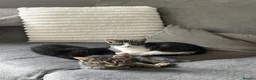 Mixed Breed cats for sale: 4 mixed kittens  - Advert 1