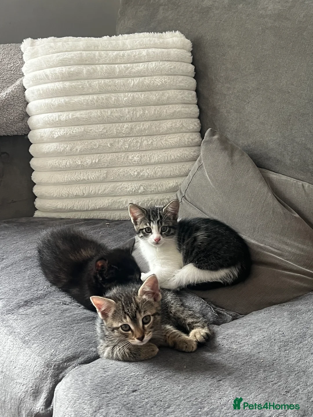 Mixed Breed cats for sale: 4 mixed kittens  - Advert 1