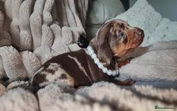 Miniature Dachshund dogs for sale: Miniature Dachshund 1 female left  - Image 16