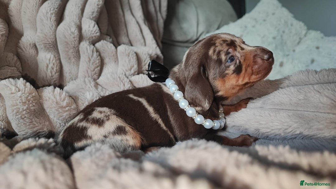Miniature Dachshund dogs for sale: Miniature Dachshund 1 female left  - Image 16