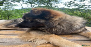 Mixed Breed dogs - Advert 6