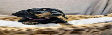Dachshund Puppy 4
