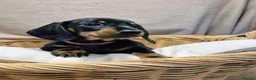 Dachshund dogs for sale: Miniature smooth haired Dachshunds in Lichfield - Advert 3