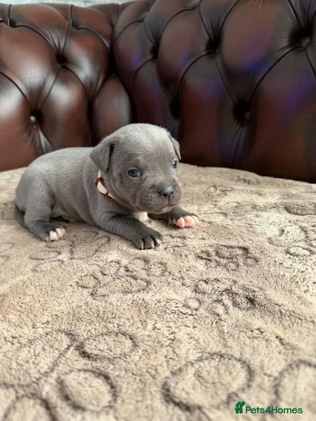 Staffordshire Bull Terrier dogs for sale: Staffordshire Bull Terrier puppies for sale in London - Advert 2