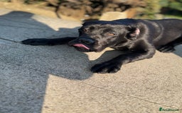Cane Corso dogs for sale: Cane corso for sale  - Image 1