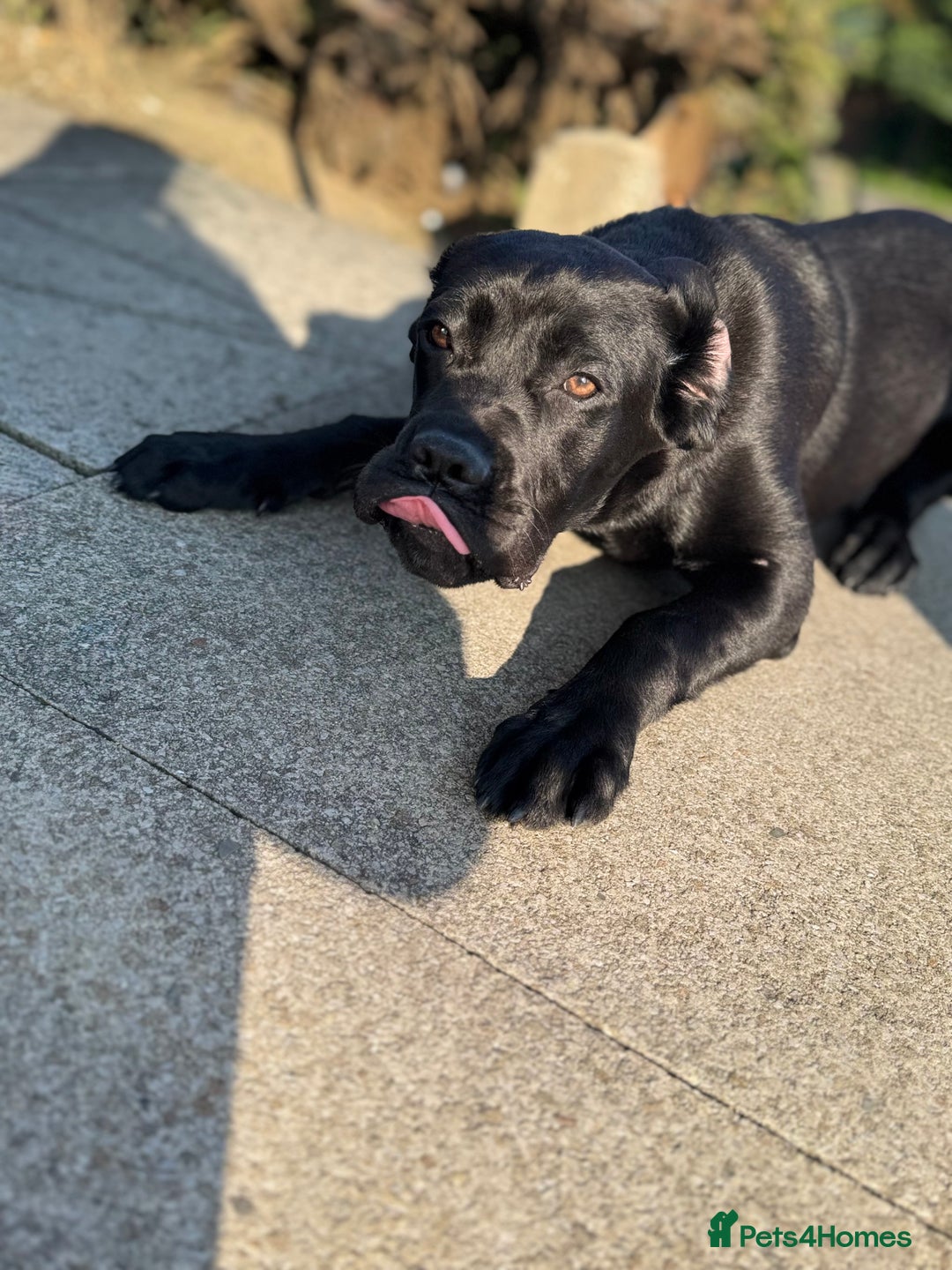 Cane Corso dogs for sale: Cane corso for sale  - Image 1