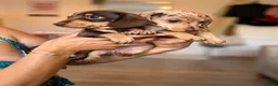 Miniature Dachshund dogs for sale: KC registered Miniature dachshund puppy’s  - Advert 4