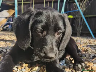 Labrador Retriever dogs Loving ❤️ home for millie - Advert 1