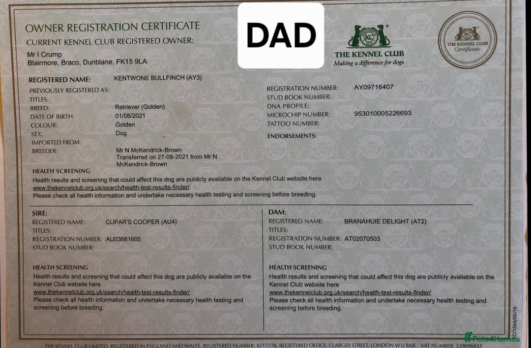 Golden Retriever dogs for sale:  golden retriever pups - Advert 7