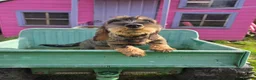 Dachshund dogs for sale: REDUCED KC Standard Wire-Haired Dachs 1 BOY LEFT - Advert 4