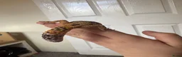 Leopard Gecko reptiles for sale: Peach Fizz the Leopard gecko  in Cwmbran - Advert 2