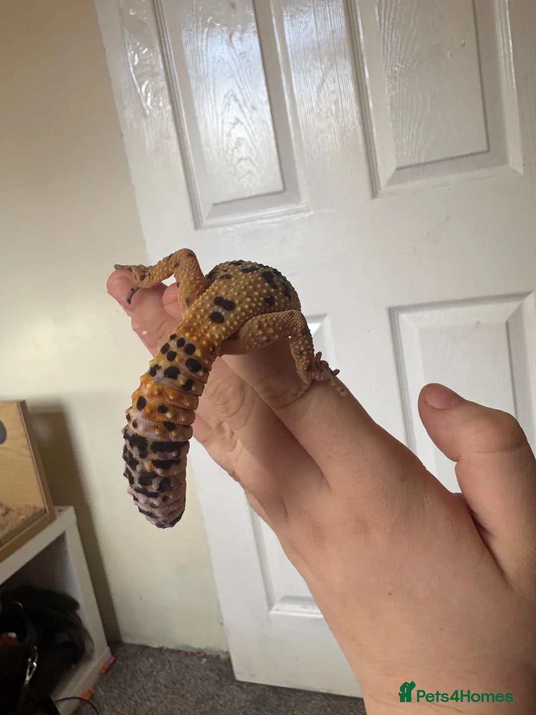 Leopard Gecko reptiles for sale: Peach Fizz the Leopard gecko  in Cwmbran - Advert 2