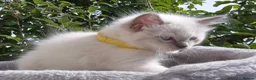 Ragdoll cats for sale: 💙 Blue Point Ragdolls 💙 - Advert 6