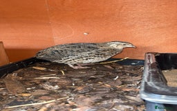 Quail poultry for sale: 1 male and 1 female corurnix quail - Image 9