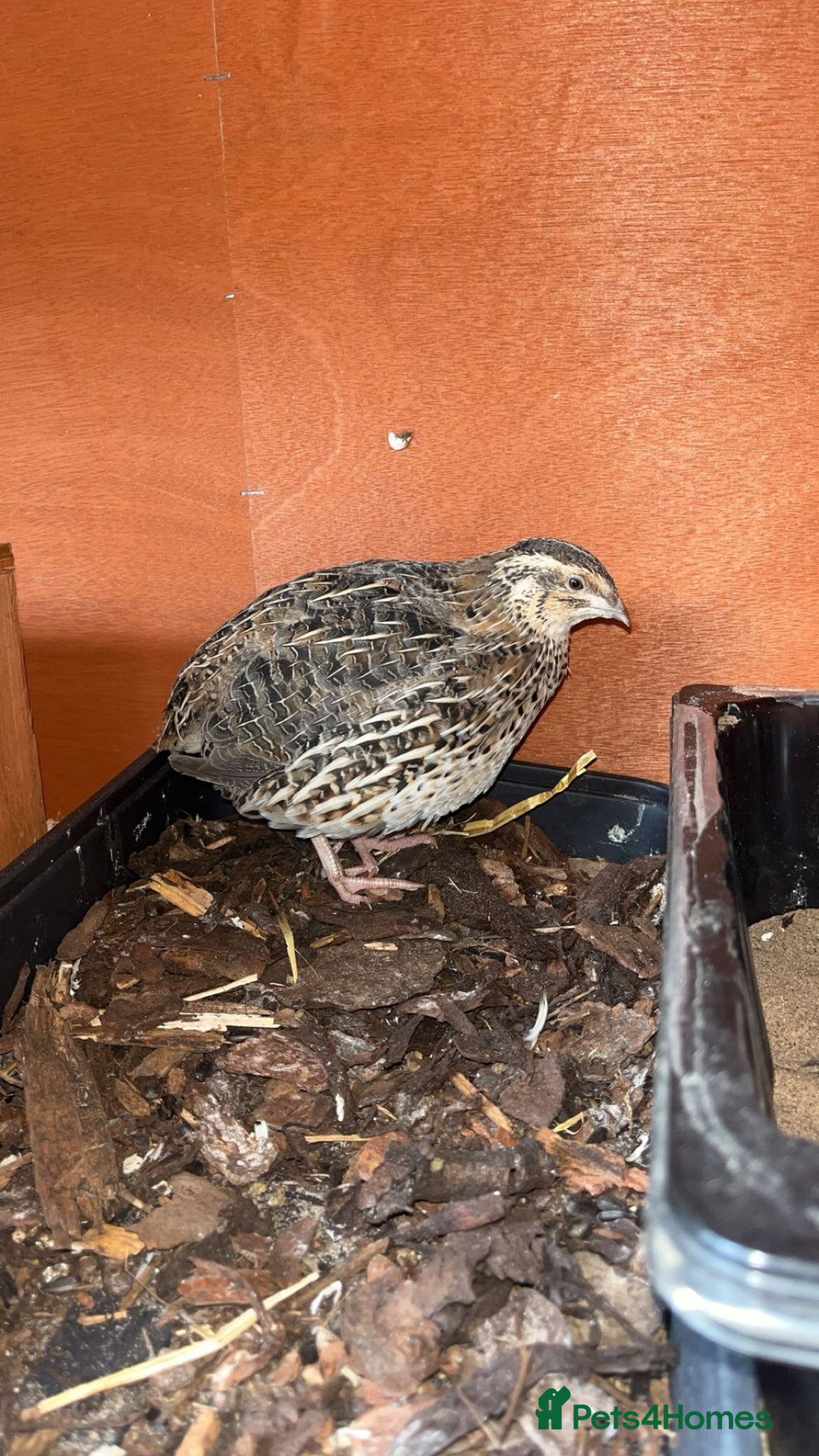 Quail poultry for sale: 1 male and 1 female corurnix quail - Image 9