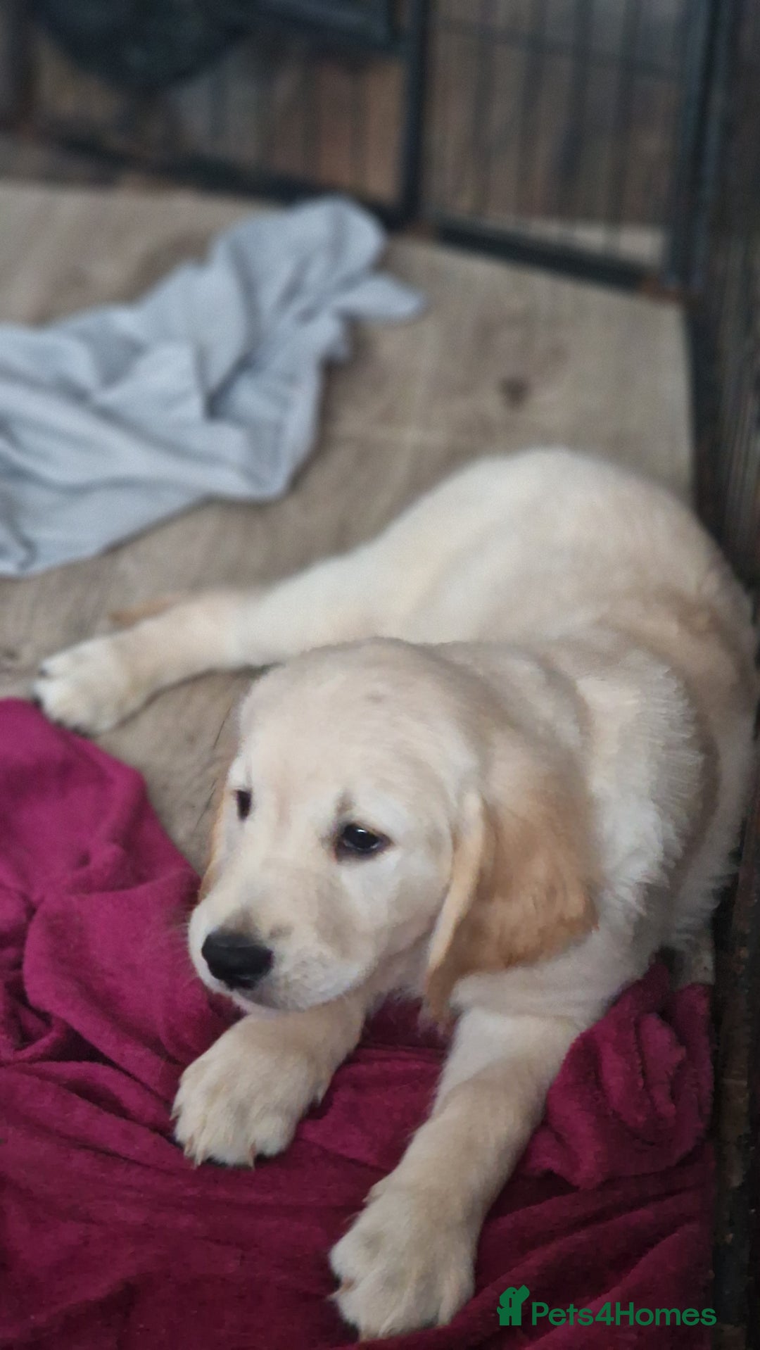 Golden Retriever dogs for sale: 🐾🐕 3 male Golden Retriever Puppies 🐶 🐕‍🦺 - Image 28
