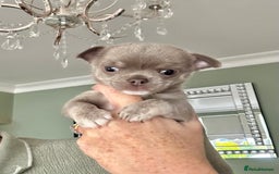 Chihuahua dogs for sale: Lilac chihuahua girls - Image 6