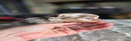 Chihuahua dogs for sale: Beautiful Top Quality Tiny Chihuahua Puppies - Advert 36