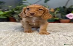 Cocker Spaniel dogs for sale: Four beautiful *working* cocker spaniel puppies - Advert 34