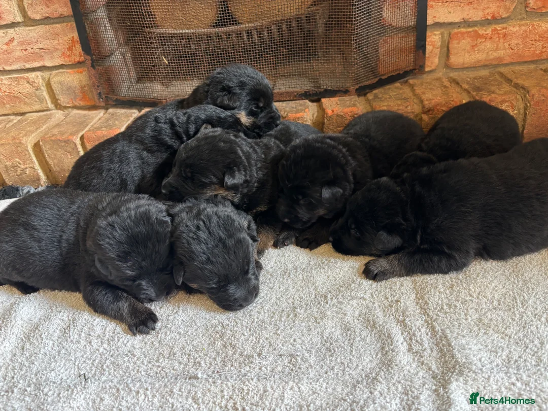 German Shepherd dogs for sale: Quality Litter of GSD Puppy’s @icepack - Advert 2