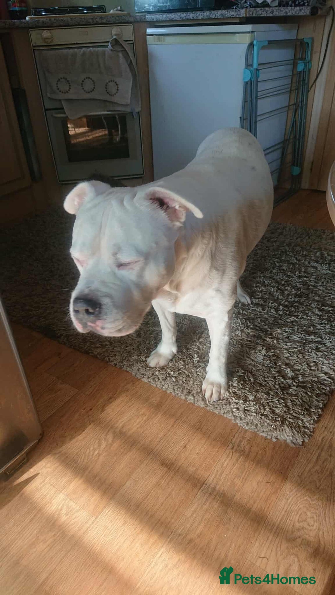 American Bull Staffy dogs for sale: American Staffordshire bully male - Image 2