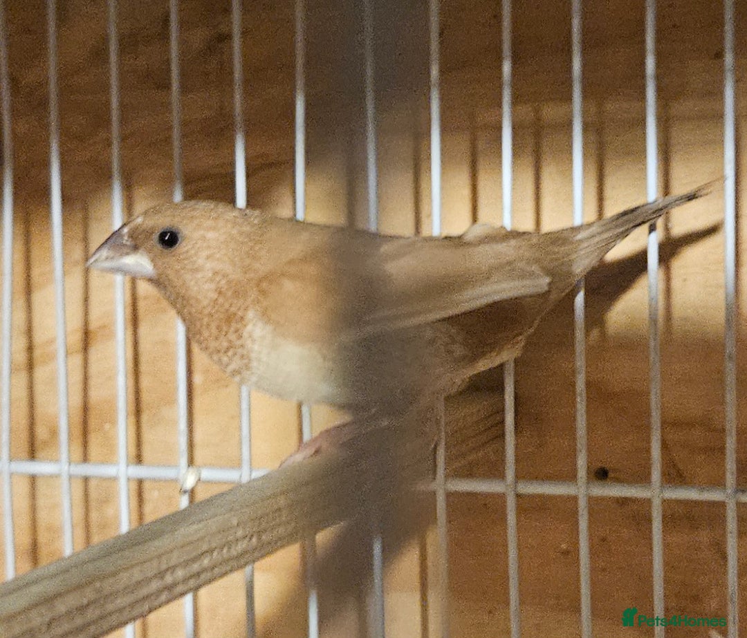 Finches birds for sale: Bengalese finches & Zebra Finches - Advert 18