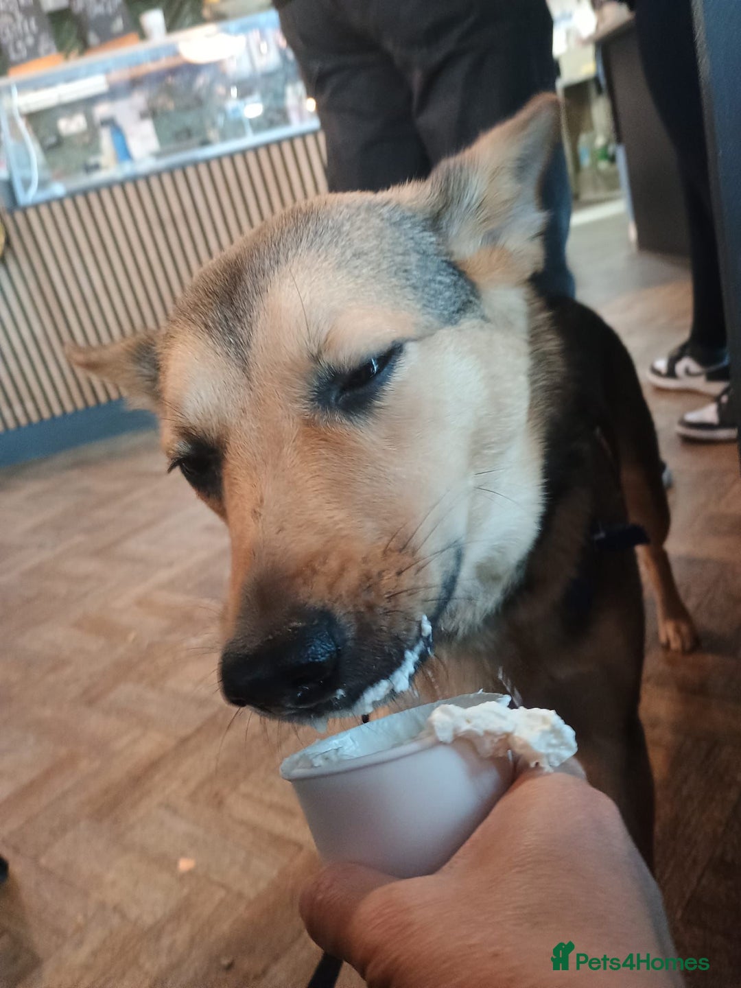 Mixed Breed dogs for adoption: Efa 🐾 would love a doggy sibling - Advert 19