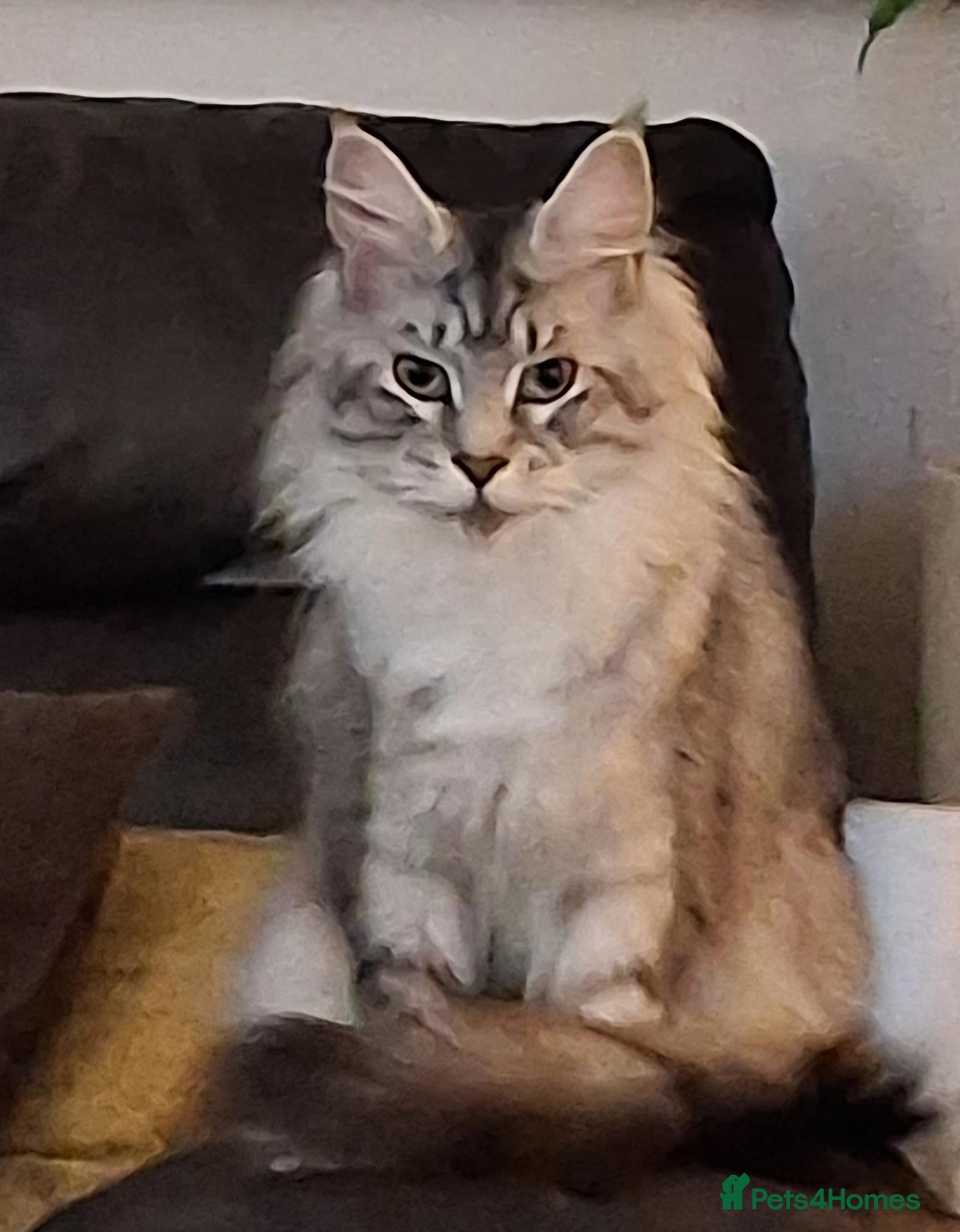 Maine Coon cats Adult Maine-coon for sale - Advert 1