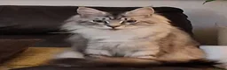 Maine Coon cats for sale: Adult Maine-coon for sale - Advert 1