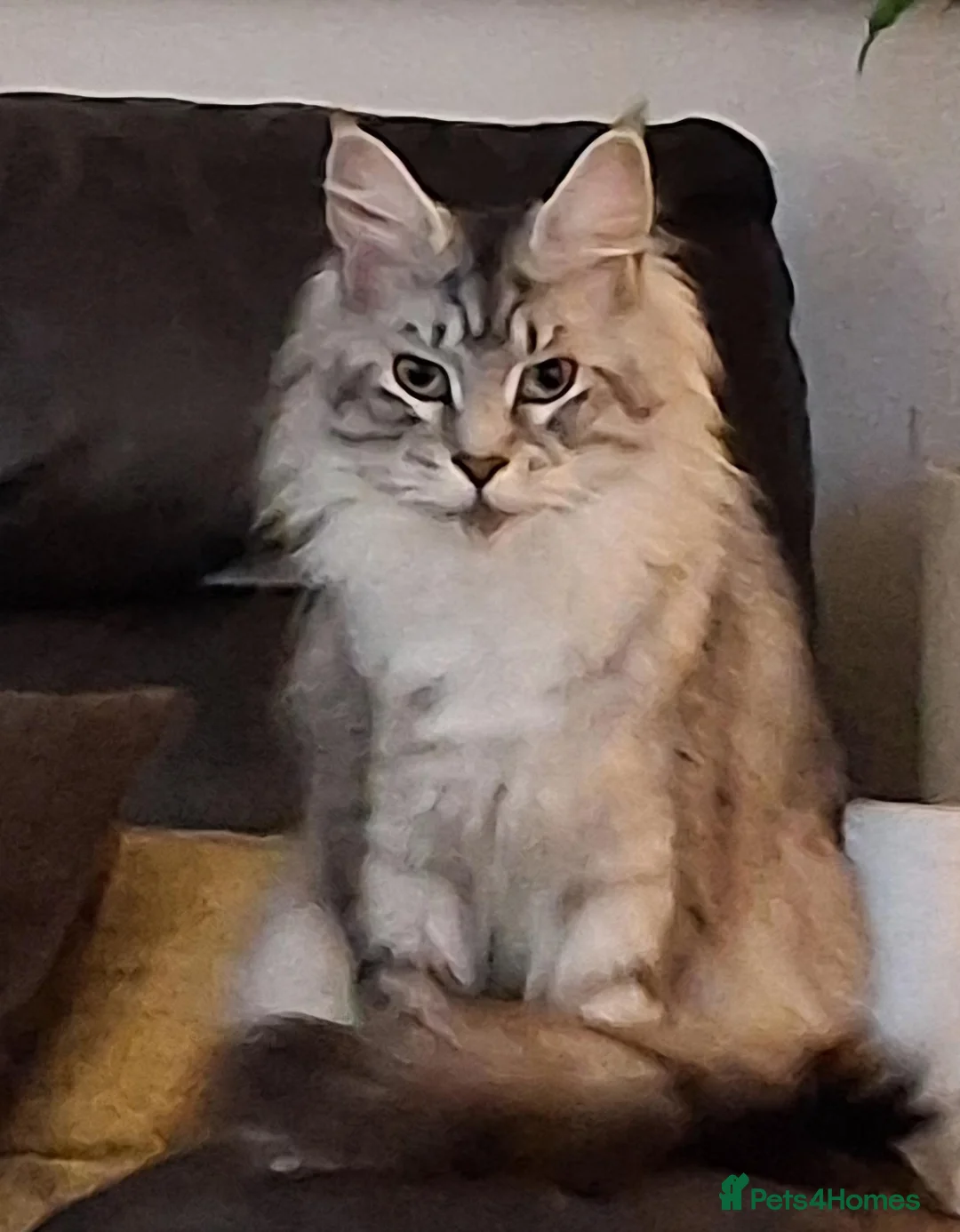 Maine Coon cats for sale: Adult Maine-coon for sale - Advert 1