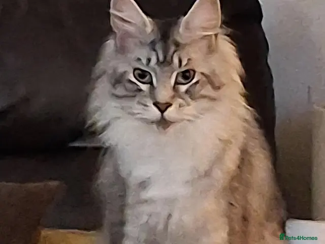 Maine Coon cats for sale: Adult Maine-coon for sale - Advert 7