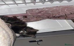 Mixed Breed cats for sale: One kitten - Advert 3