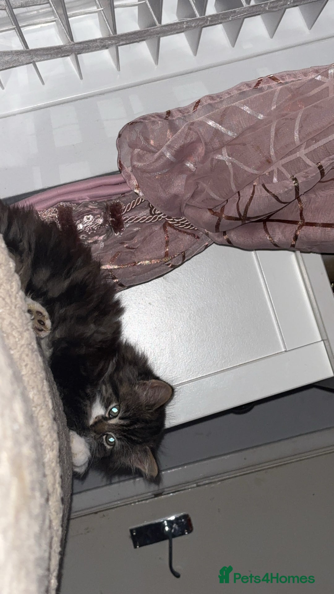 Mixed Breed cats for sale: One kitten - Advert 3