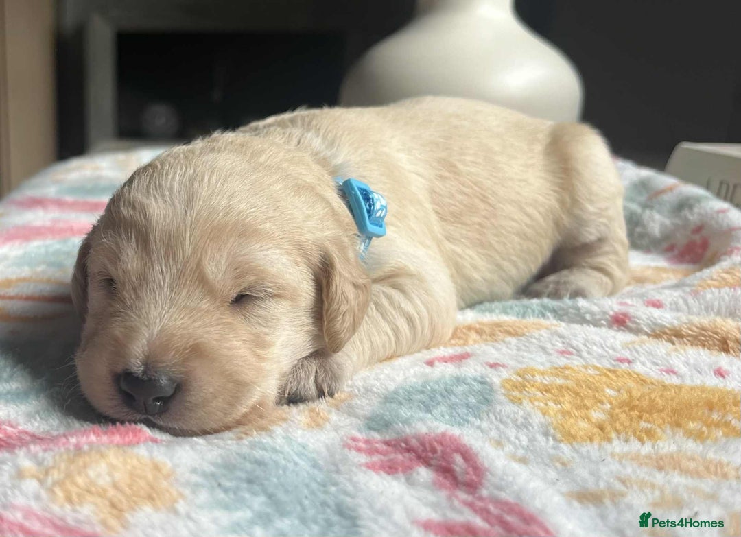 Labradoodle dogs for sale: Miniature Labradoodles  - Image 11