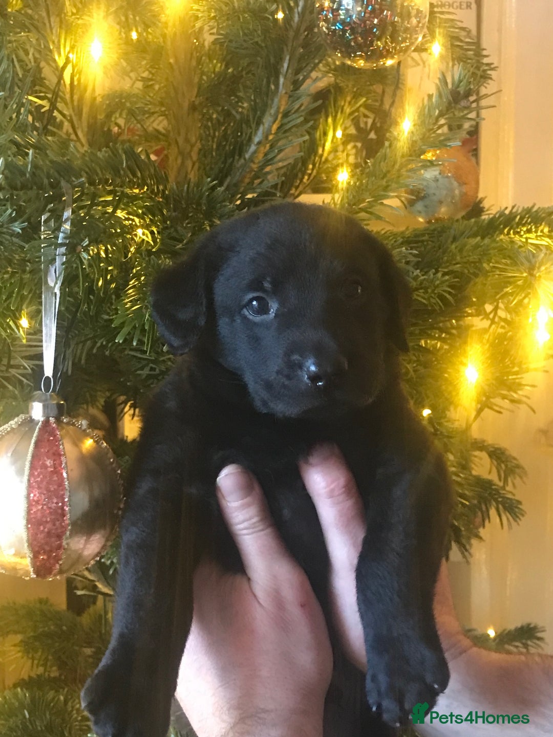 Labrador Retriever dogs for sale: Gorgeous standout Bowes-Lyon Lab KC registered  - Advert 8