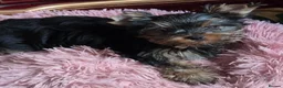 Yorkshire Terrier dogs for sale: Beautiful Yorkshire Terrier Girls - Advert 12