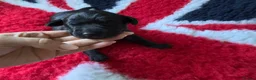 Labrador Retriever dogs for sale: Labrador retriever pups for sale - Advert 11