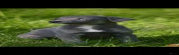 Lurcher dogs for sale: Both working an family lurcher pups - Advert 22