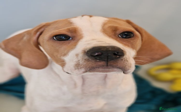 Basset Hound dogs - Advert 2