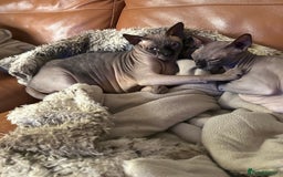 Mixed Breed cats for sale: Beautiful kittens for sale - Image 17