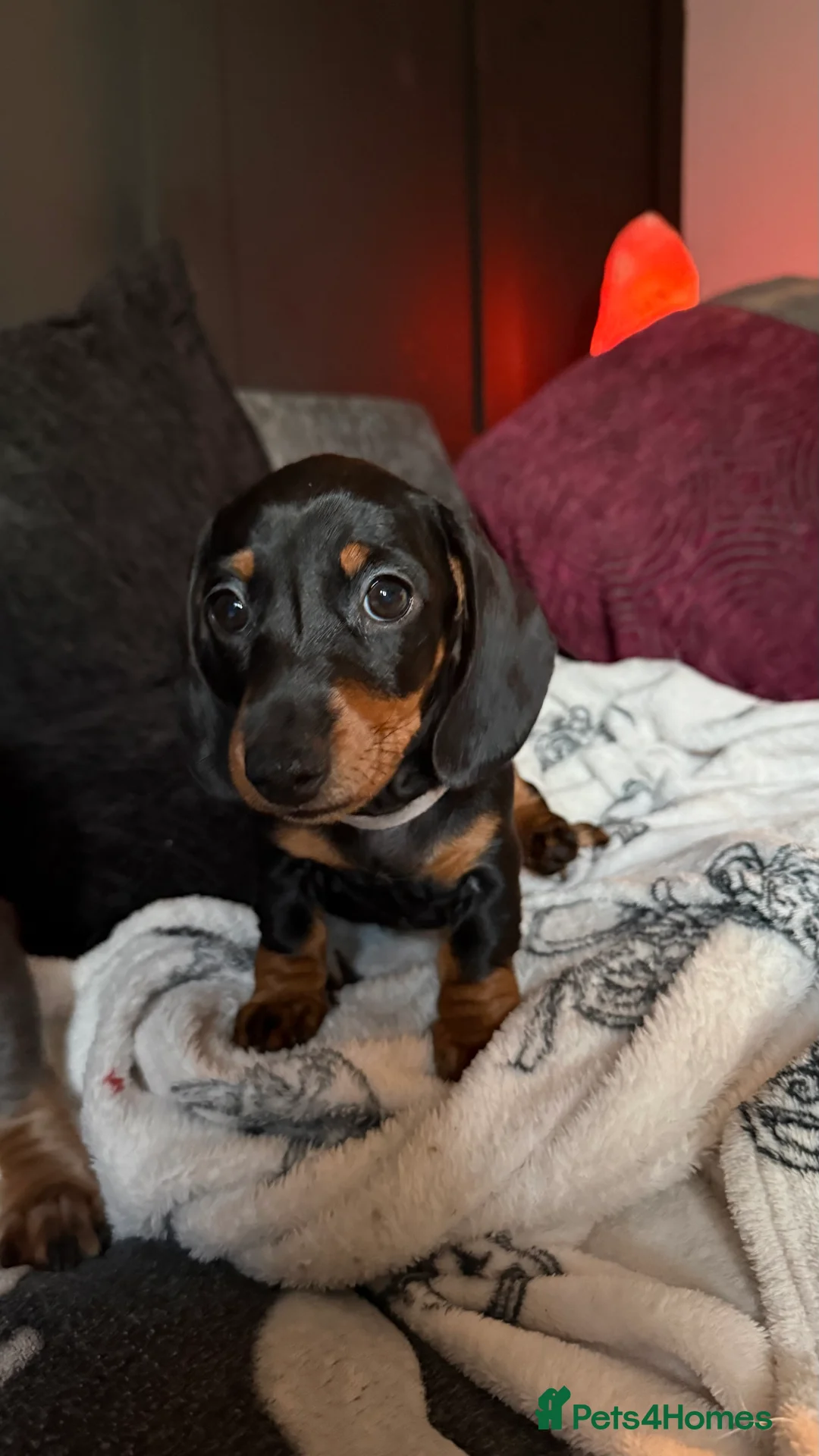 Miniature Dachshund dogs for sale: ⭐️OUTSTANDING MINI DACHSHUND PUPS⭐️ READY NOW!!! - Advert 2