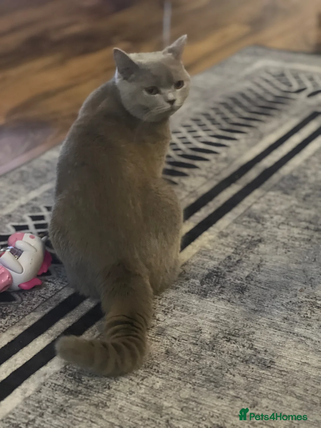 Mixed Breed cats for sale: British shorthair - Advert 7